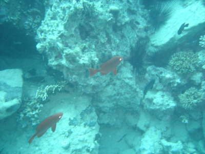 DSC00054