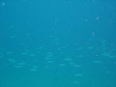 DSC00083