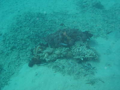 DSC00085