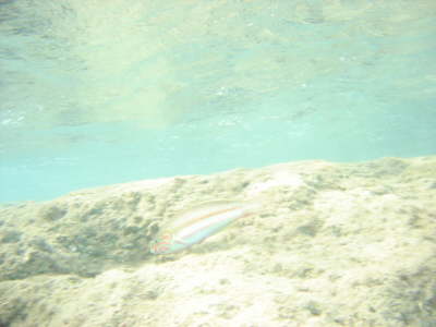 DSC00099