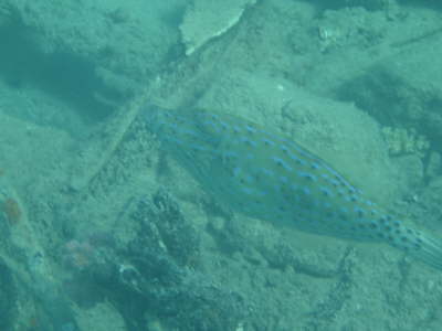 DSC00185