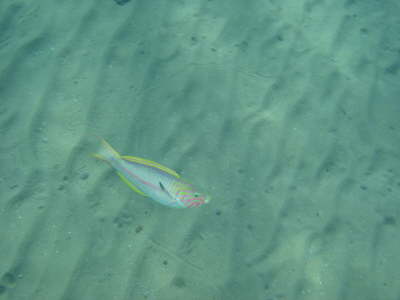 DSC00195