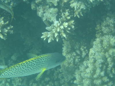 DSC00209
