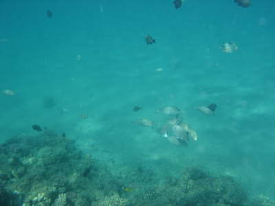 DSC00210