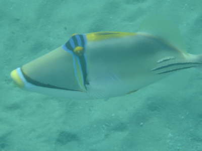 DSC00211