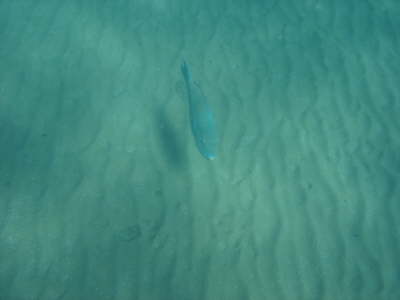 DSC00217