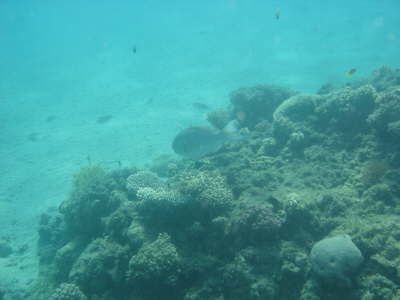 DSC00219