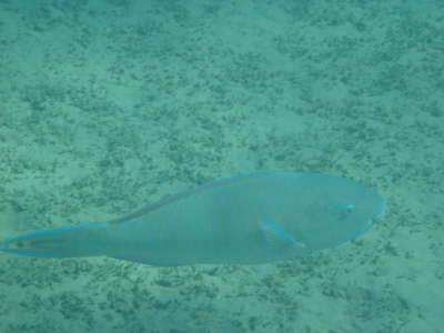 DSC00225
