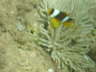 DSC00230