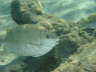 DSC00237