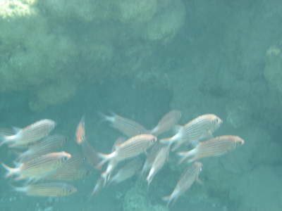 DSC00274