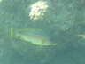 DSC00275
