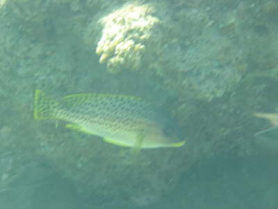 DSC00275
