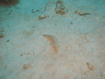DSC00604