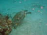 DSC00606