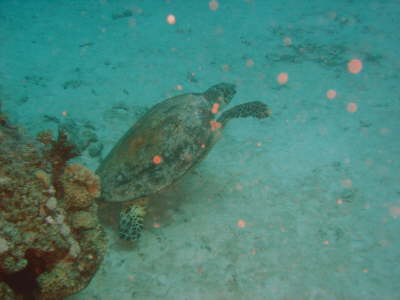 DSC00606