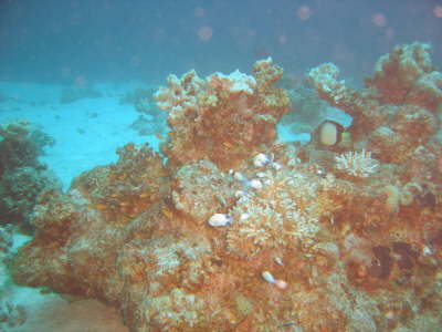 DSC00615