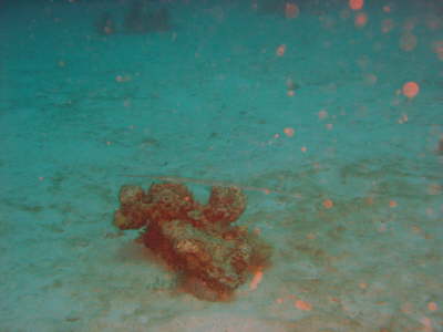 DSC00619
