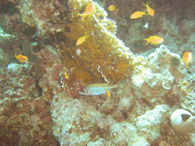 DSC00625