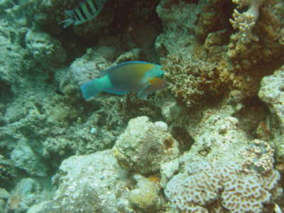 DSC00626
