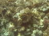 DSC00631