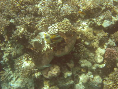 DSC00631
