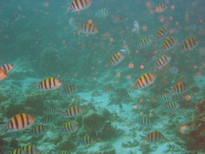 DSC00638