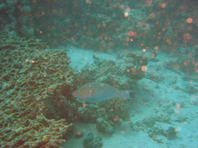 DSC00645