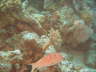 DSC00652