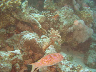 DSC00652
