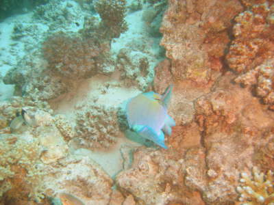 DSC00655