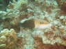 DSC00656