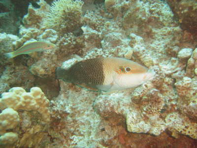 DSC00656