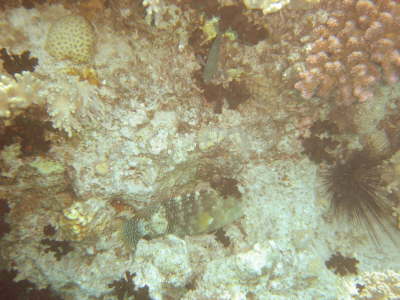 DSC00661