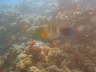 DSC00663