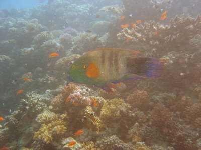 DSC00663