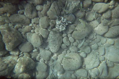 imm003_2