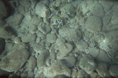 imm004_3