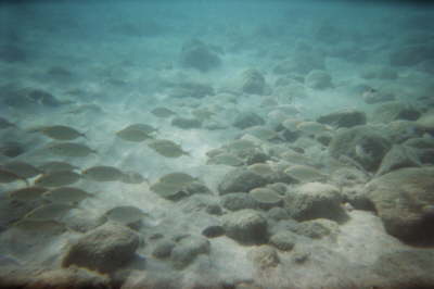 imm006_4