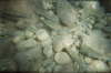 imm006_5