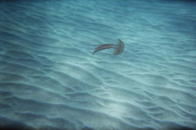 imm007_6
