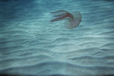 imm008_7