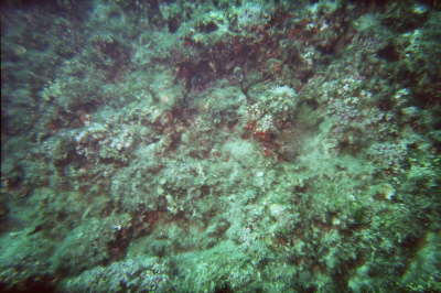 imm013_11A