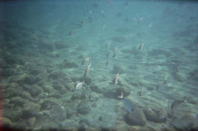 imm013_12