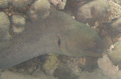 muraene1