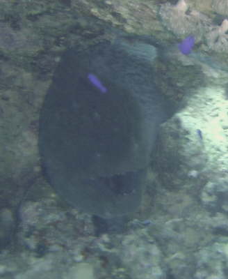 muraene2