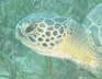 schildkroete1