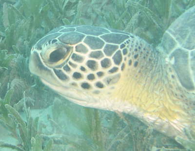 schildkroete1