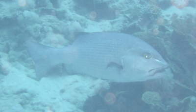 snapper